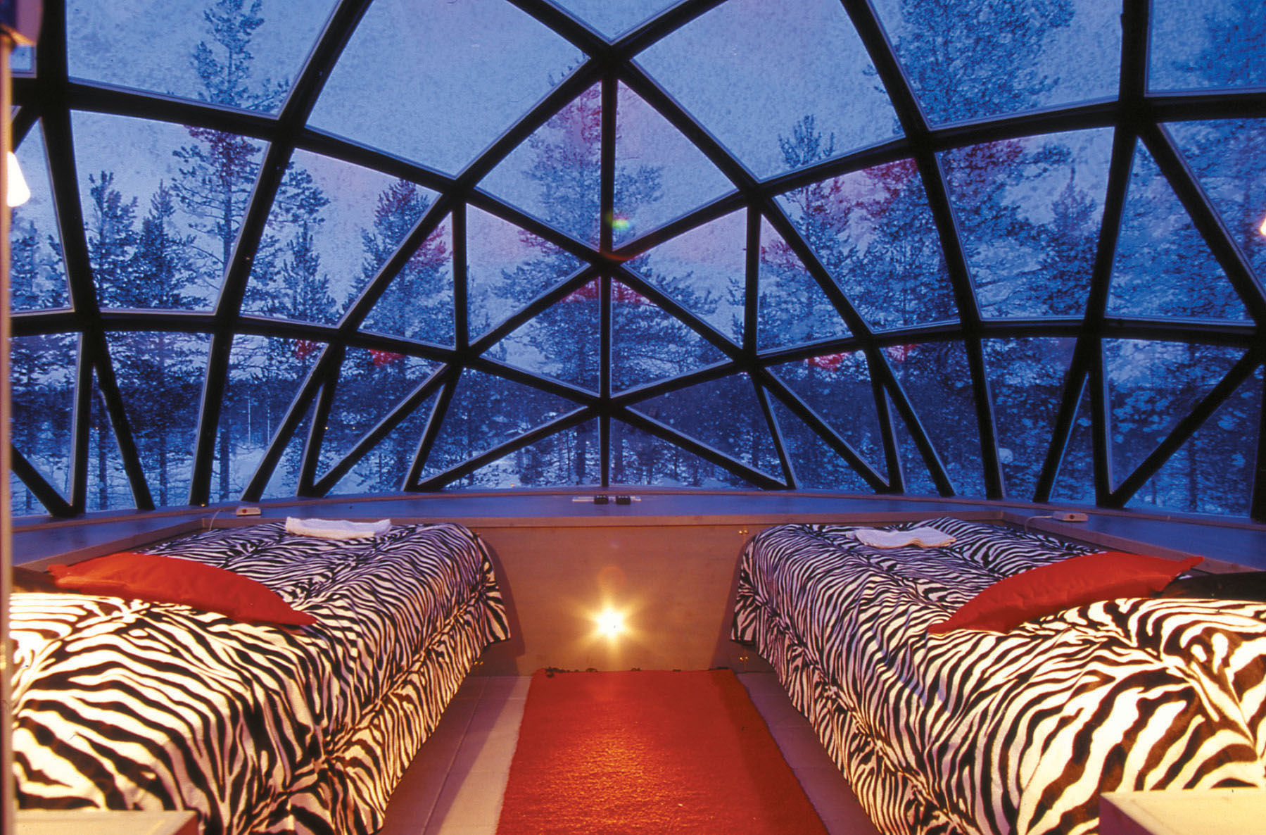 Ein Glasiglu von inen, mit zwei großen Betten mit Tigerdecke darüber und Aussicht in den Wald.