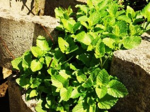Zitronenmelisse und Pfefferminze – Zwei Stresslöserinnen, direkt aus der Natur