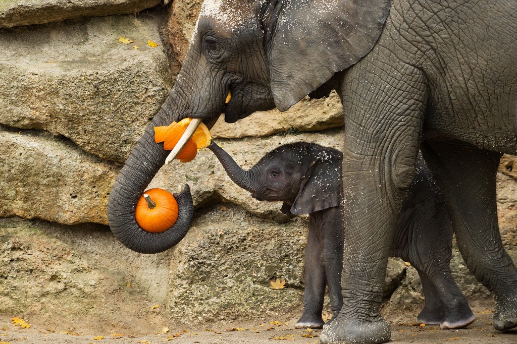 PA_Halloween_Elefant