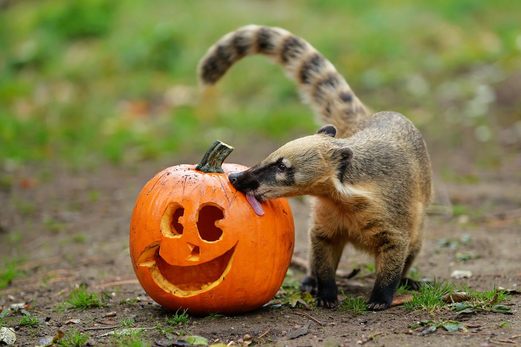 PA_Halloween_Nasenbaer