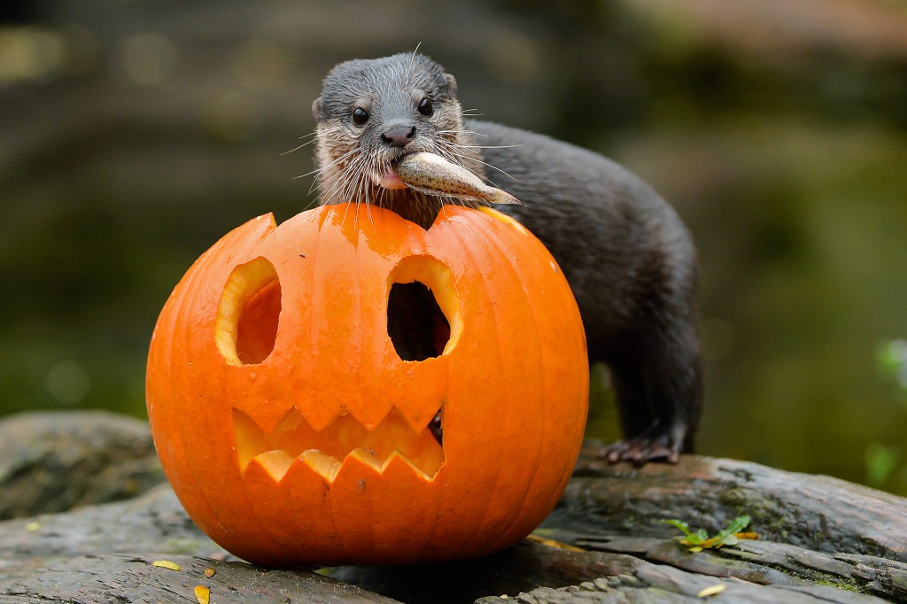 PA_Halloween_Zwergotter